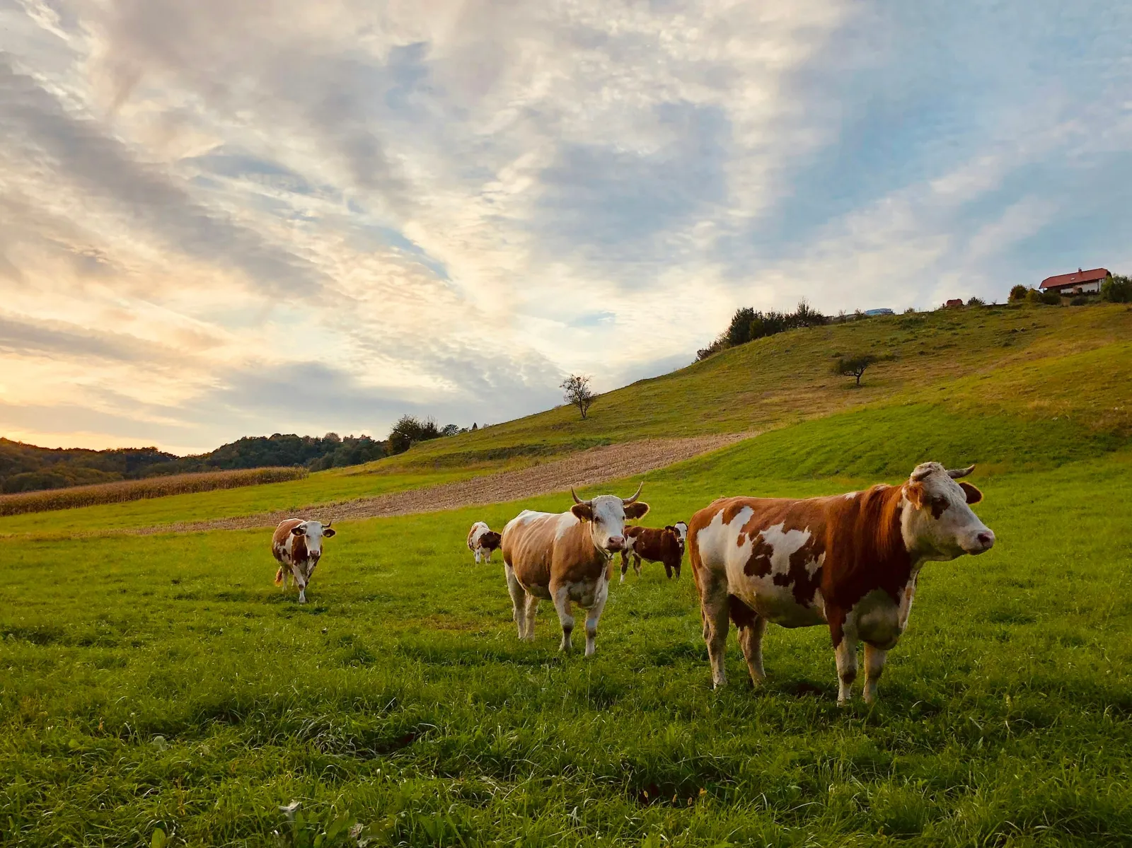 Vaches dans un pré de montagne, au coucher du soleil