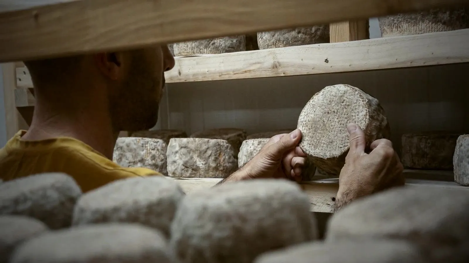 Un affineur examine une tomme sur les planches de la cave